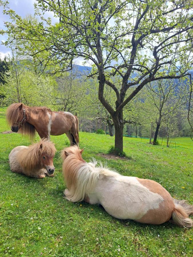 Erlebnisbauernhof Gutschi Ranch Kamp Ngoại thất bức ảnh