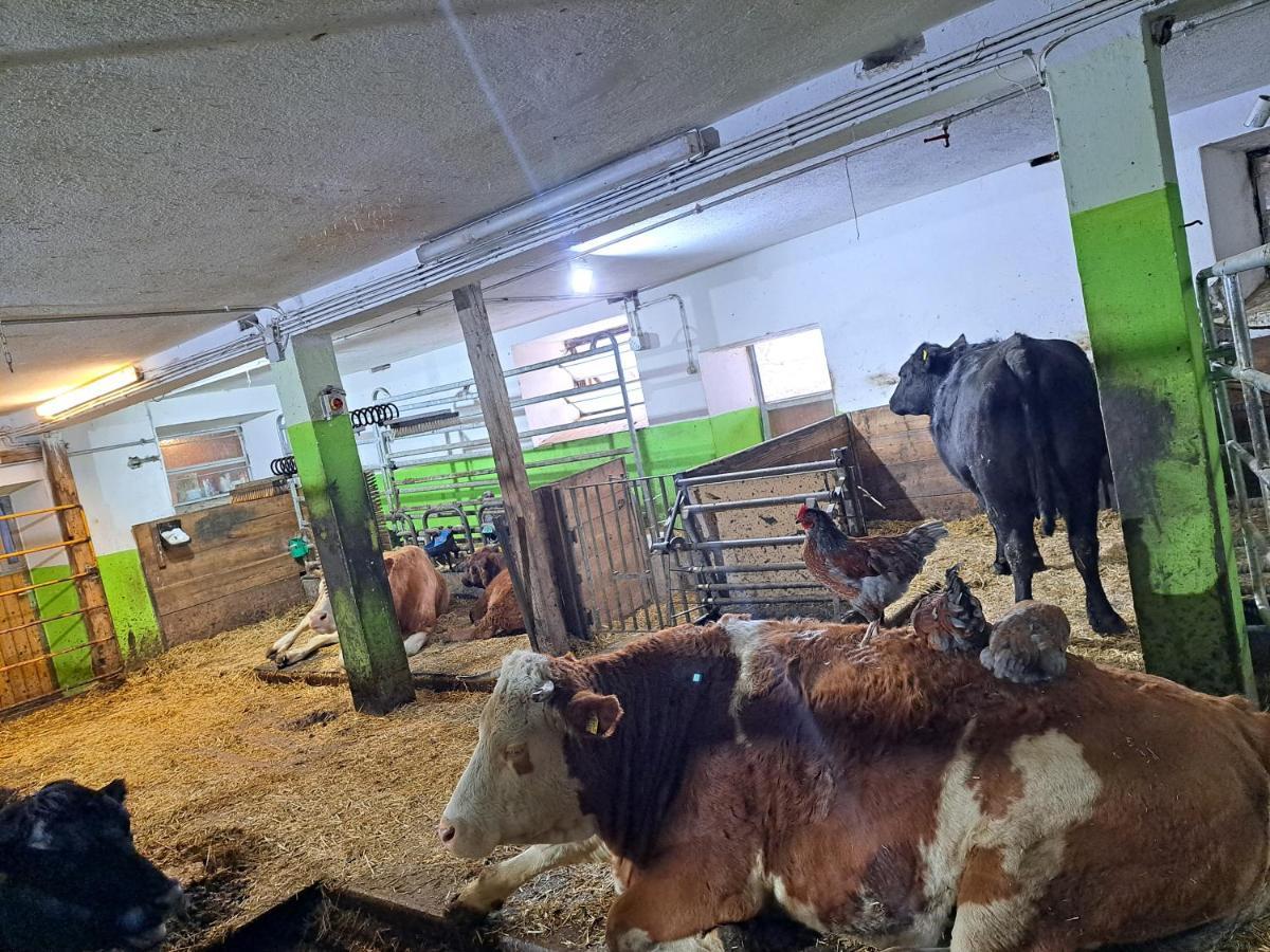 Erlebnisbauernhof Gutschi Ranch Kamp Ngoại thất bức ảnh