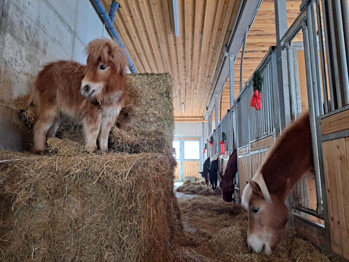 Erlebnisbauernhof Gutschi Ranch Kamp Ngoại thất bức ảnh