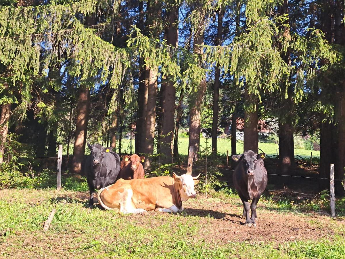 Erlebnisbauernhof Gutschi Ranch Kamp Ngoại thất bức ảnh